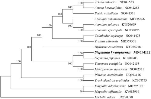 Figure 1. NJ phylogenetic tree of S. kwangsiensis with 17 species was constructed by chloroplast plastome sequences. Numbers on the nodes are bootstrap values from 1000 replicates. Michelia odora was selected as outgroups.
