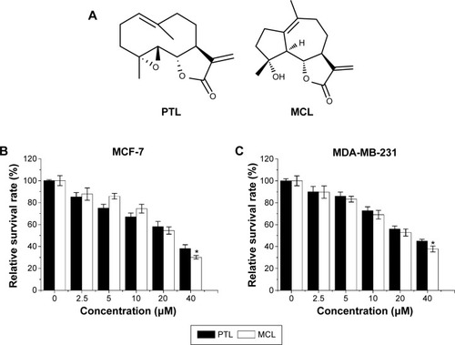 Figure 1 MCL-inhibited human breast cancer cell growth in vitro.