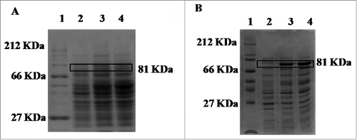 Figure 1. SDS-PAGE showing the expression of the ChiA1-2 gene using BL21ChiA1-2Ll1 (A) and BL21ChiA1-2Ll2 (B) strains induced with IPTG. Lane 1: molecular weight protein marker (A: Hide Range Sigma Marker™, Sigma-Aldrich; B: Protein Marker, Broad Range, Biolabs); lane 2: cell extract before induction; lanes 3–4: cell extract 2 and 4 h, respectively, after induction. The recombinant protein fused with the GST tag is boxed.