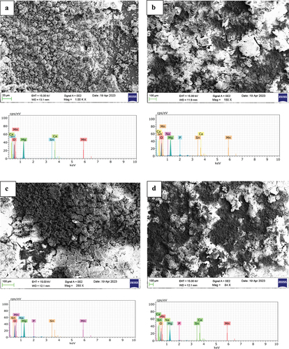 Figure 2. SEM micrographs and EDS spectrum of as cast Mg-5Sn-0.2Ca-0.2Mn immersed in (a) NaCl, (b) NaCl +0.1 wt.% TSP, (c) NaCl +0.2 wt.% TSP, (d) NaCl +0.3 wt.% TSP.