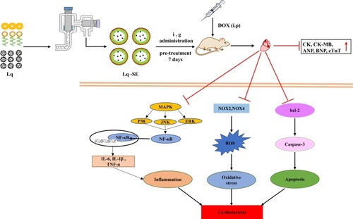 Figure 11 A working model of the effects of Lq-SE on DOX-induced cardiotoxicity. Lq-SE protects against DOX-induced cardiotoxicity via antioxidant, anti-inflammatory, and anti-apoptotic activity.