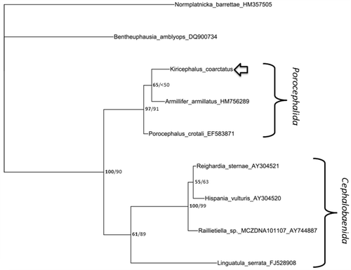 Figure 3. Bayesian phylogenetic tree of predicted homologous 376–383 nucleotide sequences of the 18S rRNA gene of pentastomids. Genbank accession numbers follow the names. Bayesian posterior probabilities of branchings, as percentages, are in bold on the left and ML bootstrap values for branchings are given to the right. Pentastomid orders are marked with brackets. An arrow marks Kiricephalus coarctatus.