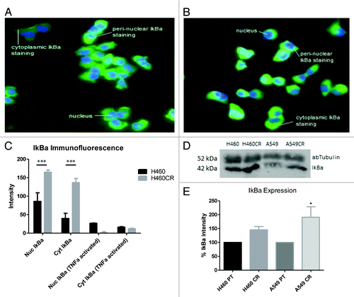Figure 3. IkBa is more highly expressed in H460CR cells than H460parent cells. (A) Immunofluorescence image: H460 parent untreated cells were stained with IκBα primary antibody and Alexa Fluor488 conjugated secondary antibody (green). Cells were also stained with Höechst nuclear stain (blue). Alexa Fluor conjugated secondary antibody (green) indicates IκBα expression in the cytoplasm and peri-nuclear space. (B) Immunofluorescence image: H460CR untreated cells were stained and imaged as in (A). The increased intensity of green staining here indicates the presence of more IκBα here than in H460 cells. (C) Immunofluorescence analysis: Cells were either left untreated (as in [A and B]) or pretreated with TNAα (25 ng/mL) for 20 min. Cells were imaged using High Content Analysis. Each treatment was performed in triplicate and three independent experiments were performed. Cell intensity (amount of IκBα fluorescence) was measured in the nucleus and the cytoplasm using HCA software. (D) H460 and A549 parent and cisplatin-resistant cell protein samples were run on an SDS-PAGE gel and analyzed by western blot three independent times for expression of IκBα and αβTubulin. (E) Densitometry analysis was performed using ImageJ software to compare expression of IκBα between H460 and A549 parent and cisplatin-resistant cells. *P < 0.05 ***P < 0.001. H460PT, H460 parent cells; H460CR, H460 cisplatin-resistant cells.