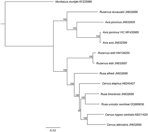 Figure 1. Maximum likelihood phylogenetic tree of complete mitochondrial genomes of Victorian A. porcinus and closely related species. GenBank accession numbers are listed next to species’ names. Bootstrap values are listed next to nodes, with 1000 replicates. Muntiacus muntjak was used as an outgroup.