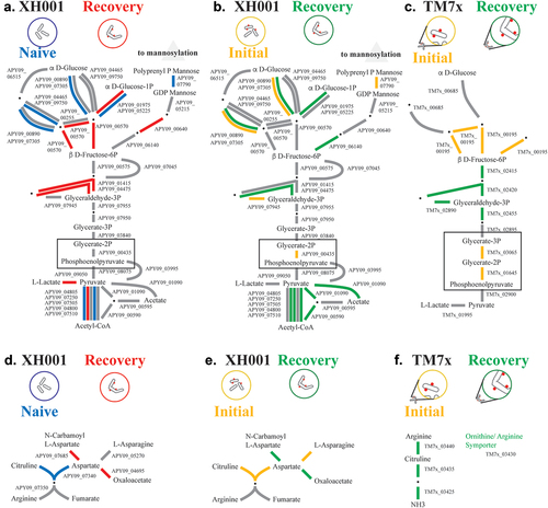 Figure 4. Glycolysis and arginine. a-c). A schematic of the glycolysis pathway and polyprenol phosphate mannose for XH001 and TM7×. Due to its small genome TM7× has fewer predicted genes in these pathways. Steps with alternative pathways are shown as separate connections. Steps with multiple subunits are shown with multiple lines. Red: increased in XH001/TM7× versus XH001n; blue: decreased; Green: increased in recovery; yellow: increased in initial encounter; Grey: statistically unchanged. Boxes are drawn to highlight certain genes. A) recovery versus naive. The XH001 APY09 gene designations are given. b) recovery versus initial encounter. c) TM7× recovery versus initial encounter. The TM7× gene designations are given. D-F) a schematic of the arginine pathway for XH001 and TM7×. d) recovery versus naive. The XH001 APY09 gene designations are given. e) stable symbiosis versus initial encounter. f) TM7× stable symbiosis versus initial encounter. The TM7× gene designations are given.