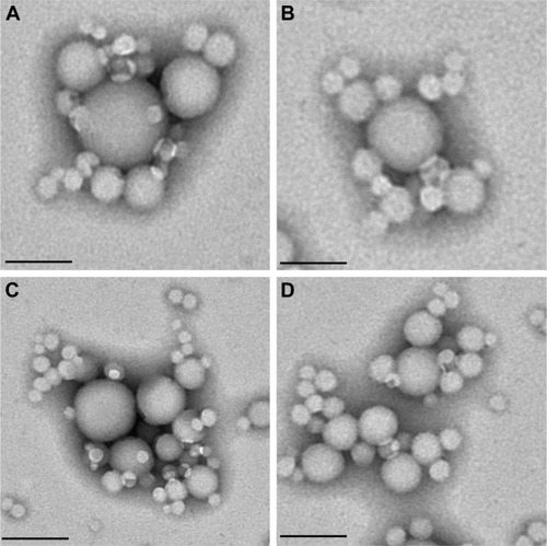 Figure 1 TEM analysis of (A) surfactant-free zein nanoparticles (2 mg/mL of protein), and of zein nanosystems prepared with (B) PLX188 (5% w/v), (C) T80 (2.5% w/v), or (D) SD (1.25% w/v). Scale bar =200 nm.Abbreviations: TEM, transmission electron microscopy; T80, Tween 80®; PLX188, Poloxamer 188®; SD, sodium deoxycholate monohydrate.