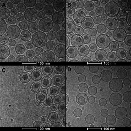 Figure 2 Cryo-EM micrographs of VCR liposome formulations. (A–C) SM/Chol/mPEG-DSPE (79/20/1, w/w) liposomes using a TEA-SOS gradient for VCR loading at different drug/lipid ratios of 1/10 (A), 1/5 (B) and 1/2 (C). (D) SM/Chol (73.5:29.5, w/w) liposome using a pH gradient for VCR loading.