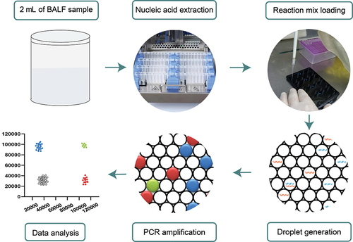 Figure 1. Detection of invasive pulmonary fungal infection by droplet digital PCR (ddPCR).