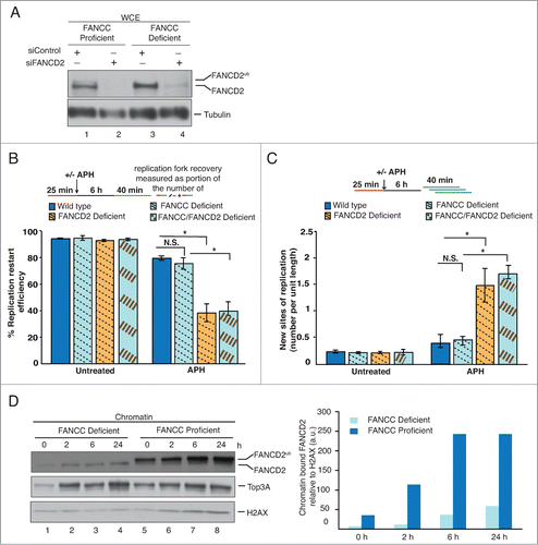 Figure 2. The nonubiquitinated FANCD2 isoform promotes the recovery of APH-stalled forks in FA core complex-deficient cells. (A) WCEs showing the efficiency of siRNA-mediated FANCD2 knockdown in FANCC-proficient or -deficient cells. Generated cell types: Wild type (PD331+C, siControl), FANCC-deficient (PD331, siControl), FANCD2-deficient (PD331+C, siFANCD2) and FANCC/FANCD2 double-deficient (PD331, siFANCD2). Tubulin, loading control. (B) Replication fork restart efficiencies after APH treatment were compared between the 4 cell types described in (A). (C) The number of new replication sites originating during BioU labeling after APH treatment was compared between the 4 cell types described in (A). (D) Left panel: FANCC-deficient or -proficient cells were either untreated or treated with APH for the indicated time points. Chromatin fractions isolated from these cells were analyzed for the presence of FANCD2, FANCD2Ub and Top3A. H2AX, loading control. Right panel: Immunoblot signals for FANCD2 shown the in left panel were analyzed by densitometry and normalized against H2AX signals using ImageJ.