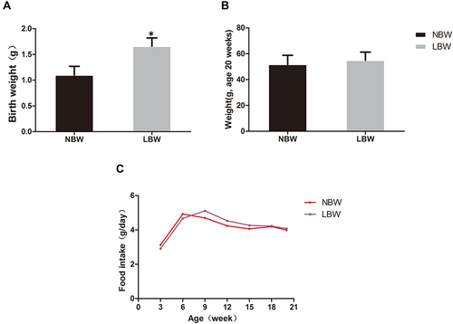 Figure 1 (A) Birth weight, (B) body weight (age 20 weeks), (C) food intake of mice in each group. Data were presented as the mean ± standard deviation; *p<0.05 vs NBW (Student’s t test).