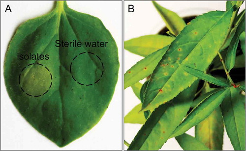 Fig. 5 (Colour online) (a) Hypersensitive response (HR) by Xap isolates on tobacco leaf (Nicotiana benthamiana). (b) Xap isolates inoculated and their symptoms 10 days after inoculation on peach seedlings.