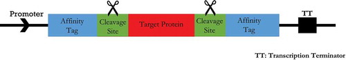 Figure 5. Purification of recombinant proteins by PHA nanoparticles and intein-based tag cleavage cells comprising PHB granules and the phasin-intein tagged protein are lysed and centrifuged to separate soluble components. The insoluble PHB granules with the PHB-bound fusion protein are washed and resuspended in a cleavage-inducing buffer for release of the target protein. A final centrifugation separates the PHB granules and associated proteins from the cleaved target protein and the target protein remains in the soluble fraction.