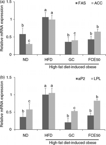 Fig. 2 Effect of 50% ethanol extract from fermented Curcuma longa L. (FCE50) on mRNA expression of (a) FAS and ACC and (b) aP2 and LPL in white adipose tissue of high-fat diet-induced obese rats. The normal diet group (ND) comprised rats fed the AIN76 diet; the high-fat diet-induced obese group (HFD) comprised rats fed a 60% high-fat diet; the Garcinia cambogia treated group (positive control) (GC) comprised rats fed a 60% high-fat diet with Garcinia cambogia 500 g/kg b.w./day; the FCE50-treated group comprised rats fed a 60% high-fat diet with FCE50 500 g/kg b.w./day. All data are expressed as mean±standard deviation (n=6). Different letters show a significant difference at p<0.05 as determined by Duncan's multiple range test.