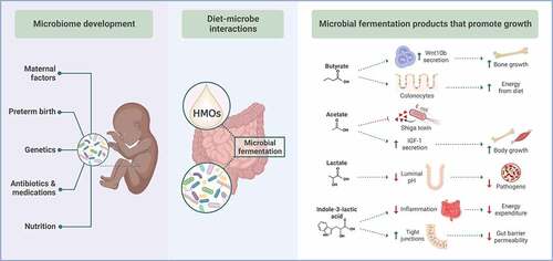Figure 1. Mechanisms by which microbial fermentation of human milk oligosaccharides promote neonatal growth. Numerous factors shape the development of the neonatal gut microbiome. One of the most important factors – nutrition – provides substrates for gut microbes to perform beneficial functions that stimulate neonatal growth. Non-digestible HMOs are metabolized by bacterial enzymes to produce bioavailable energy, growth-promoting metabolites, and anti-inflammatory factors. HMO: human milk oligosaccharides; IGF-1: insulin-like growth factor-1; Wnt10b: Wnt family member 10b. Figure created with BioRender.Com.