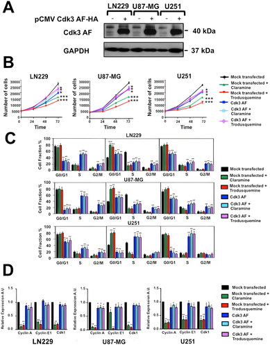 FIG 7 Activated Cdk3 bypasses requirement for PTP1B for proliferation and cell cycle progression. (A) GB cells were transfected with a plasmid encoding a constitutively active Cdk3 mutant. The presence of Cdk3 AF in cell extracts was verified by Western blot using anti-HA antibodies. (B) GB cells were mock transfected or transfected with a plasmid encoding a constitutively active Cdk3 mutant and incubated 3 h with vehicle, claramine 2 µM or trodusquemine 2 µM. Cells were counted every 24 h. Proliferation of LN229, U87-MG and U251 cells is represented as mean ± SE of three independent experiments. (C) GB cells were mock transfected or transfected with a plasmid encoding a constitutively active Cdk3 mutant, synchronized at G0 and incubated 3 h with vehicle, claramine 2 µM or trodusquemine 2 µM as previously described. Cell cycle arrest was released by the addition of 10% FBS, cells were fixed at indicated time points and stained with propidium iodide. Quantification of the percentage of cells at each phase is represented in the bar graphics. Statistical differences between control and experimental groups of cells are indicated (*P < 0.05). Data are representative of three independent experiments. (D) GB cells were mock transfected or transfected with a plasmid encoding a constitutively active Cdk3 mutant, synchronized at G0 and incubated 3 h with vehicle, claramine 2 µM or trodusquemine 2 µM as previously mentioned. Cell cycle arrest was released by the addition of 10% FBS. The expression levels of the E2F target genes: Cdk1, cyclin A, and cyclin E1 were assessed by RT-qPCR. All data were normalized to control GAPDH. Fold changes were calculated using the ΔCt method (2-ΔΔCt). Data are representative of three independent experiments.