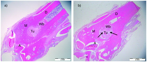 Figure 6. Low-power magnification (x4) light microscopy of H&E stained sections of distal leg showing anatomy and changes over time. The location of the bone tunnel (Tu) containing tendon graft was aimed 3 mm above the ankle joint in the transition between the tibia diaphysis (D) and metaphysis (M). The ankle joint (A) was visible in most sections. (a) 3-weeks ZA group: sharp tunnel edges. Callus/Wb. (b) 6-weeks control-group: Callus/Wb mature. The arrows point at large capillaries inside the tendon graft. Scale bars =2 mm.