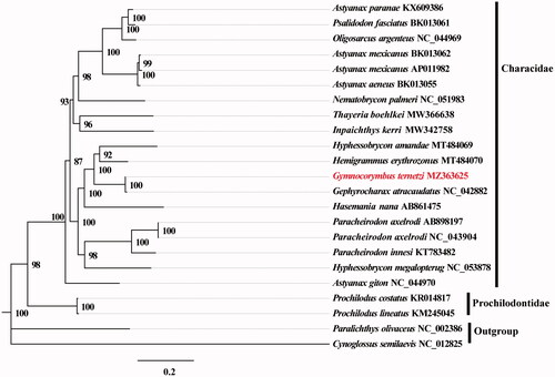 Figure 1. Maximum likelihood (ML) tree based on 19 mitogenome sequences of representative fish in Characidae as the ingroup and Paralichthys olivaceus and Cynoglossus semilaevis as the outgroup. Numbers on the nodes are bootstrap values based on 1,000 replicates. The G. ternetzi genome is marked in bold and red font.