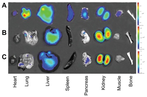 Figure 7 Ex vivo optical images of major rat organs after oral administration with (A) Cy5.5-NHS, (B) Cy5.5-conjugated nanoscaled zinc oxide nanoparticles, and (C) Cy5.5-conjugated submicron-scaled zinc oxide nanoparticles at 7 hours after administration.