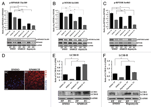 Figure 7. Suppressing the MAPK/JNK-MTOR-RPTOR signaling pathway led to premature loss of nuclei and organelles in lens fiber cells by autophagy. (A–C) Immunoblot analysis for (A) phospho-(p)-RPS6KB Thr389, RPS6KB, (B) phospho-(p) MTORSer2481, MTOR, and (C) phospho-(p)-RPTORSer863, RPTOR, in cortical (FP) and central (FC) fiber cell zones that were microdissected from lenses exposed to the MAPK/JNK inhibitor, SP600125, the MTOR inhibitor, rapamycin, or the vehicle DMSO. Both the MAPK/JNK and MTOR inhibitors suppressed activation of (A) p-RPS6KB Thr389, (B) p-MTORSer2481 and (C) p-RPTOR Ser863 in both cortical and central lens fiber cells. Immunoblot for GAPDH was included as a loading control. Total expression of RPS6KB and RPTOR were also diminished by the inhibitors in the FC zone. Quantification of the results is represented as the ratio of the phosphorylated (activated) form to the total expression level of the protein. Results show that in the presence of the MAPK/JNK inhibitor phosphorylation of RPTOR on Ser863, activation of MTOR and its downstream target RPS6KB were suppressed. Similar results were observed for rapamycin. (D) Immunostaining in cryosections cut from lenses grown for 24 h in organ culture in the presence of the MAPK/JNK inhibitor, SP600125, or its vehicle DMSO, showed upregulated perinuclear expression of the autophagy marker, ULK1 (red) in central lens fiber cells (FC) when MAPK/JNK activation was suppressed. Sections were colabeled for nuclei with TO-PRO-3 (blue). Images were obtained by confocal microscopy. Each optical slice is 0.2 μm and was selected from an acquired z-stack; scale bar, 20 μm. (E and F) Immunoblot analysis for LC3B-I and its lipid modified, autophagosome-associated form LC3B-II in FP and FC fiber cell zones microdissected from lenses that were exposed for 24 h to (E) the MAPK/JNK inhibitor SP600125, (F) rapamycin, or (E and F) the vehicle DMSO. Immunoblot for GAPDH was included as a loading control. Quantification of results is represented as the ratio of LC3B-II/GAPDH. The results reveal a significant increase in the expression of LC3B-II in both FP and FC following inactivation of either MAPK/JNK or MTOR signaling pathways. Results are representative of 3 or more independent studies. Error bars represent S.E., */#P ≤ 0.05 and **P ≤ 0.01, t test; n.s., nonsignificant.