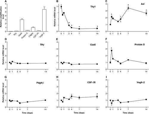 Figure 6.  Relative mRNA levels in normal retina and retina from rats 12 hours, 1, 3, 4, 7, and 14 days after optic nerve transection. Relative mRNA levels were analysed using quantitative real-time PCR analysis. A: Relative amplification levels in normal retina. Relative mRNA levels for Thy-1 (B), Axl (C), Sky (D), Gas6 (E), ProteinS (F), Pdgfrβ (G), Csf-1R (H), and Vegfr-2 (I). Time point 0 represents normal levels and was assigned the value of 1. n = 6. Error bars show SEM. * indicates P < 0.05 ANOVA.