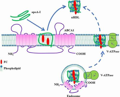 Figure 5. Schematic illustration of V-ATPase-induced apoA-I unfolding model.