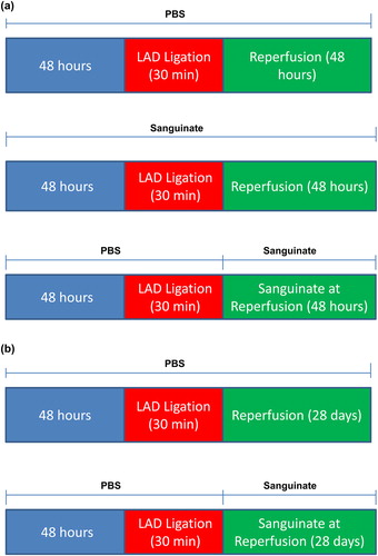 Figure 1. Scheme depicting studies conducted in SANGUINATE™-treated and SANGUINATE™-untreated mice. (a) SANGUINATE™ was administered either prior to 30 min of LAD ligation and during 48 h of reperfusion or only during 48 h of reperfusion. (b) In the second set of experiments, mice were administered SANGUINATE™ only during 28 days of reperfusion after LAD ligation. Since PBS was used as a vehicle, in both (a) and (b), mice treated with PBS were used as the control group. (n = 12 in each group).