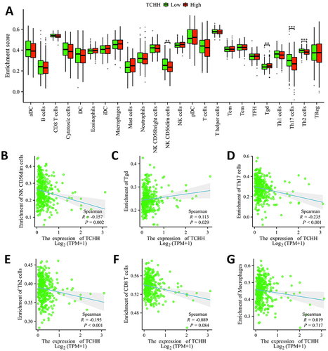 Figure 6 Correlation of TCHH expression with immune infiltration level in gastric cancer. (A) Correlation between infiltration levels of immune cells in the TCHH-high and TCHH-low expression groups. **p < 0.01; ***p < 0.001. (B–G) Correlations between the expression of TCHH and relative enrichment scores of immune cells, including CD56dim, Tgd, Th17, Th2, CD8T, and macrophages cells.