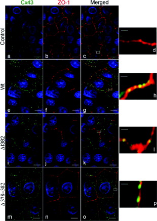 COLOR PLATE II See C. Jin et al., Figure 4.