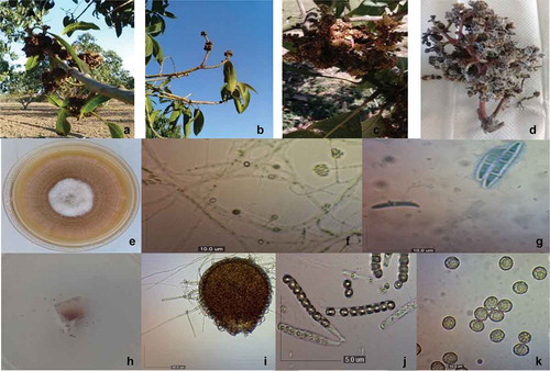 Fig. 1 a–d, (Colour online) Symptoms of mango malformation disease caused by Fusarium neocosmosporiellum from sampled trees. e–k, F. neocosmosporiellum morphological features. e, Top view of a F. neocosmosporiellum colony grown on PDA; f, Microconidia in situ (10 μm bar); g, Macroconidia (10 μm bar); h, Exudation of ascospores; i, Perithecia (50 μm bar); j, Ascus (5 μm bar); k, Ascospores with ornate wall (10 μm bar)