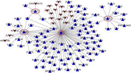 Figure 4 The protein–protein interaction network established by interaction pairs of four hub genes. Genes in circular represent hub genes. Gene color is corresponding to module color; regular triangle, upregulated genes; inverted triangle, downregulated genes.