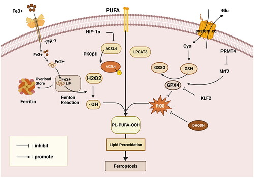 Figure 2. Overview of the ferroptosis mechanism. Primary regulatory pathways of ferroptosis might be summarized as the influence of lipid metabolism, ROS accumulation, and iron metabolism. GSH, glutathione; GPX4, glutathione peroxidase 4; LIP, labile iron pool; Nrf2, nuclear-factor- erythroid2-related factor 2; TRF, transferrin; LPO, lipid peroxide; H2O2, hydrogen peroxide; · OH, producing toxic hydroxyl radicals; Fe2+, divalent iron ionization; PUFAs, polyunsaturated fatty acids; ROS, reactive oxygen species; Cys, cystine; Glu, glutamate; PRMT4, Protein Arginine Methyltransferase 4; KLF2, Kruppel-like factor 2; This figure is created with BioRender.com.