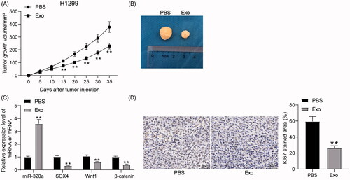 Figure 7. HUCMSCs-derived exosomes inhibit the growth of H1299 cells in vivo. (A) growth rate of tumors formed by H1299 cells in vivo; (B) representative images of tumors; (C) miR-320a expression and mRNA expression of SOX4, Wnt1 and β-catenin in xenograft tumors by RT-qPCR; (D) the staining intensity of KI67 in xenograft tumors examined by immunohistochemical staining. All data are expressed as the mean ± SEM. The differences among groups were analyzed by a two-way ANOVA followed by Tukey’s post hoc test or unpaired t test (n = 5). **p < 0.01.