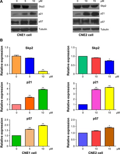 Figure 5 Curcumin inhibited the expression of Skp2 in NPC cells.