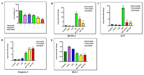 Figure 8 Inhibition of autophagy enhances apoptosis induced by KP in Hep3B cells. (A) The effect of 3-MA and CQ alone and in combination with KP on the viability of Hep3B cells was evaluated. Cells were treated with 14.4µM KP for 48h with or without pre-treatment of 3-MA (2mM) and CQ (25µM) for 1h. The expression levels of (B) Beclin-1 and (C) LC3 in Hep3B cells were investigated with or without pre-treatment of 3-MA and CQ. The expression levels of (D) Caspase-3 and (E) Bcl-2 genes in Hep3B cells were measured in the presence and absence of 3-MA and CQ. All data are representative of 3 independent experiments (Mean ± SD). ***P<0.001 v/s vehicle control. ###P<0.001 v/s KP alone.