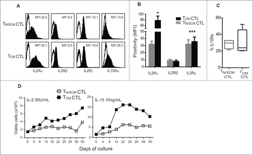 Figure 3. Effector cells derived from CD8+TCM precursors displayed greater ability to persist and expand in vitro. Purified CD8+ TN/SCM and CD8+ TCM were expanded 14 d in vitro using a REM in the presence of rhIL-2 (50U/mL). (A) After 14 d of in vitro stimulation, the effector cells from each population (TN/SCM CTL and TCM CTL) were stained with antibodies to the indicated cytokine receptor and analyzed by flow cytometry. Histograms show the mean fluorescence intensities (MFIs) of γ-chain cytokine receptor positive cells (black) after subtraction from the isotype controls (open). Representative data of 4 experiments are depicted. (B) Positivity of IL-2 receptors from four different donors is presented. *p < 0.05, ***p < 0.001. (C) Percentages of IL-15Rα from a cohort of four donors are presented. (D) After the initial expansion, the TN/SCM CTL and TCM CTL cells were maintained in rhIL-2 (50U/mL) (left) or rhIL-15 (10ng/mL) (right). Cytokines were supplemented every other day. Viable cell numbers were determined by Guava ViaCount at the indicated time points.