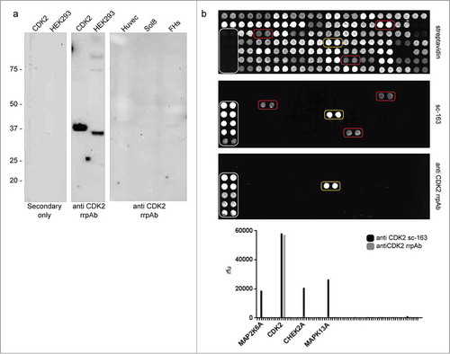 Figure 5. Anti-CDK2 polyclonal validation. (a) rrpAb WB on cell lysates. The anti-CDK2 rrpAbs is functional in WB recognizing the target CDK2 as purified recombinant protein (lane CDK2) or on HEK293 lysate, recognizing both bands of the correct size (difference in size between the 2 recognized proteins is attributed to the expression tags in the recombinant format). (b) Comparison of the commercial anti-CDK2 polyclonal antibody (sc-163) with the anti-CDK2 rrpAb in an array assay. The polyclonal antibodies are challenged against 79 different proteins (detected with streptavidin- top panel). Binding specificity of the commercial (central panel) and of the rrpAb (lower panel) anti-CDK2 is reported in the bottom chart. White squares indicate the IgG calibrator used for normalization. Yellow and red squares indicate the specific and non-specific antigen binding, respectively.