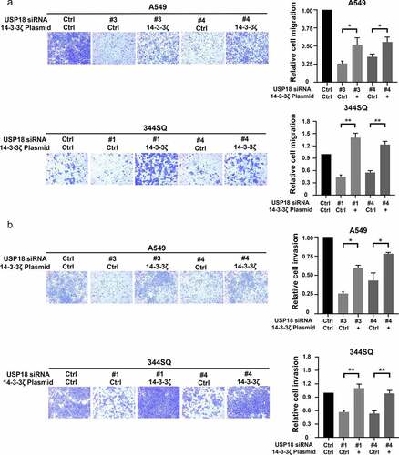 Figure 8. Gain of 14-3-3ζ expression rescued reduction of migration and invasion by siRNA-mediated USP18 knock-down in lung cancer cells. (a) Gain of 14-3-3ζ expression rescued migration in human A549 and murine 344SQ USP18 knock-down lung cancer cell lines as scored by transwell assays normalized to empty vector controls. (b) Gain of 14-3-3ζ expression antagonized the reduction of invasive potential of human A549 and murine 344SQ lung cancer cell lines that had USP18 knock-down measured by transwell assays normalized to control transfectants. The symbols refer to * P < .05 and ** P < .01 , respectively.