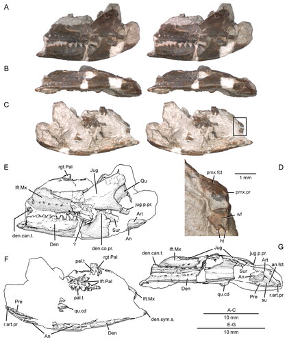 Figure 6. A referred partial skull and lower jaw (USNM PAL 720475) of Opisthiamimus gregori gen. et sp. nov. A–C, extended depth of field stereophotopairs in A, lateral, B, ventrolateral and C, medial views; D, close-up of the anterior end of the left maxilla as shown in the box in the right stereophoto in C; E–G, interpretive camera lucida drawings for A, C and B, respectively. Abbreviations: An, angular; an.fct, facet of the angular; Art, articular; Den, dentary; den.can.t, dentary successional caniniform tooth; den.co.pr, coronoid process of the dentary; den.sym.s, symphyseal surface of the dentary; ht, hatchling tooth; Jug, jugal; jug.p.pr, posterior process of the jugal; left.Pal, left palatine; lft.Mx, left maxilla; pal.t, palatine tooth; pmx.fct, facet for the premaxilla; pmx.pr, premaxillary process; Pre, prearticular; Qu, quadrate; qu.cd, quadrate condyle; r.art.pr, retroarticular process; rgt.Pal, right palatine; su, suture; Sur, surangular; wf, wear facet; ?, unidentified bone.