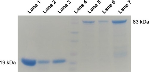 Figure 4 Encapsulation of PA and D4 in niosome.Notes: PA and D4 as recovered from NISV + PA and NISV + D4 after SDS treatment. After treatment, the sample was centrifuged and the supernatant was subjected to a 12% SDS-PAGE followed by Coomassie Blue staining. Lane 1: Control D4, Lane 2: D4 from particles after SDS treatment, Lane 3: D4 from supernatant after ultracentrifugation, Lane 4: ladder, Lane 5: PA from particles after SDS treatment, Lane 6: PA from supernatant after ultracentrifugation, Lane 7: control PA.Abbreviations: D4, PA Domain 4; NISV, nonionic surfactant–based vesicles; PA, protective antigen; SDS, sodium dodecyl sulfate; SDS-PAGE, SDS–polyacrylamide gel electrophoresis.