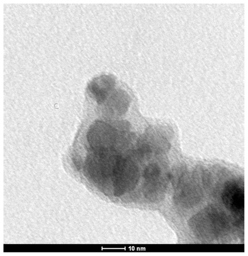 Figure 4 TEM image of maghemite nanoparticles derivatized with RITC and with immobilized BSAO (SAMN–RITC–BSAO).Abbreviations: BSAO, bovine serum copper-containing amine oxidase; SAMN, surface-active maghemite nanoparticles; RITC, rhodamine B isothiocyanate; TEM, transmission electron microscopy.