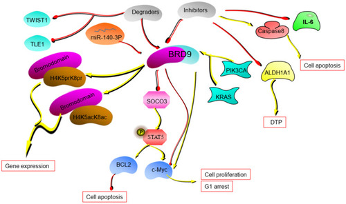 Figure 2 The potential mechanism of BRD9. BRD9 regulates tumor progression through the miR-140-3P-BRD9 axis and BRD9-STAT5 axis. BRD9 inhibitors and degraders can disrupt the tumor process. (The yellow lines in the figure represent the promotion between molecules, and the red lines represent the inhibition between molecules.).