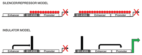 Figure 1 Silencer/repressor vs. insulator activity of B1-X35S. This scheme shows the functional differences between a silencer/repressor and an insulator/boundary element. A silencer can repress transcription of near genes through repressive marks that spread along the chromatin, and such effect is independent on the relative position of the repressor (upper part). Instead, and insulator blocks the activity of enhancers on cis-promoters but only when located between both regulatory elements (lower part). Represive marks are indicated as filled circles. Vertical black bars on B1-X35S stand for a transcriptional barrier blocking enhancer activity. Crossed arrows indicate lack of transcription while the green arrow represents positive gene expression.