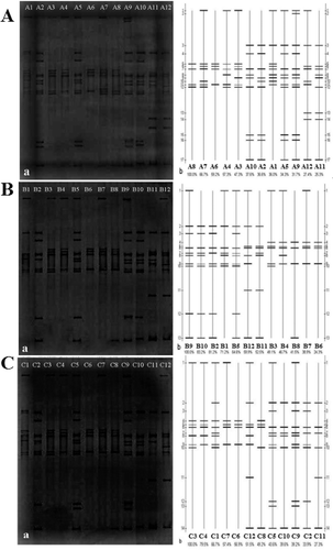 Figure 1. DGGE fingerprint of soil AOB sampled in the summer (A), autumn (B) and spring (C): eletrophoretogram (a); sketch map (b).