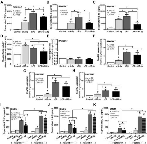 Figure 5 Analysis of cytokine production, phagocytosis activity, and FcgRs expression in macrophages (RAW264.7 cells) treated with different conditions. Characteristic of macrophages after activation by media control, sHA-Ig, LPS and LPS with sHA-Ig (LPS+sHA-Ig) as indicated by supernatant cytokines (TNF-α, IL-6, and IL-10) (A–C), phagocytic activity (D) and gene expression of several FcgRs, including FcgRI, FcgRIIb, FcgRIII and FcgRIV (E–H), are demonstrated. To determine an influence of inhibitory Fc gamma receptor IIb (FcgRIIb) on IVIG, bone marrow–derived macrophages (BMDM) from wild-type (FcgRIIb+/+) and FcgRIIb-deficient (FcgRIIb-/-) mice after stimulation by these activators as indicated by supernatant cytokine responses (TNF-α, IL-6, and IL-10) (I–K) are also demonstrated. Triplicated independent experiments were performed for all experiments. Columns represent mean values ± SEM. #p < 0.05 compared to the control group. *p < 0.05 compared to the treatment group.