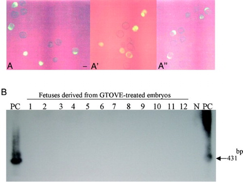 Figure 5.  A-A'') Blastocysts (Day 3.6 of pregnancy) recovered from 3 uteri of GTOVE-treated females. Of a total of 37 embryos recovered, 17 exhibited cytoplasmic EGFP-derived fluorescence. A, A', and A'' correspond to embryos isolated from each uterus. A-A'', observed under light + UV illumination. Scale bars = 100 µm. B) PCR-Southern analysis of tail DNA from fetuses developed from the blastocysts shown in A, A', and A''. No positive bands (indicated by the arrow at 431 bp) were detectable in these fetal samples (lanes 1 to 12). GTOVE: gene transfer to the oviductal epithelium and subsequent in vivo electroporation; PC: positive control (pCE-29); N: negative control (tail DNA from non-transgenic mouse)