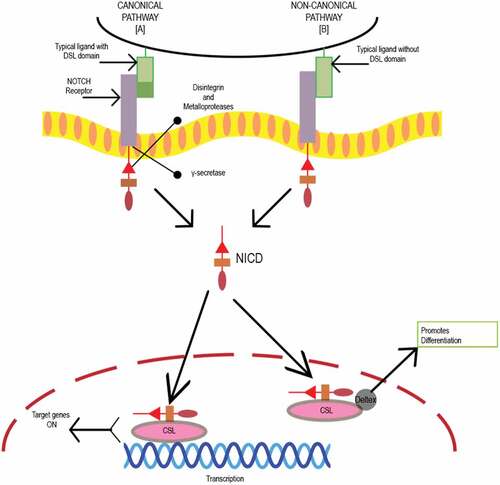 Figure 1. Schematic representation of Notch canonical and non-canonical pathway. Initiation of Notch signaling occurs on ligand binding to the receptor. There are five typical Notch ligands Delta like, 1, 3, and 4 and Jagged 1 and 2 with a Delta-Serrate-Lag 2 (DSL) domain, while atypical ligands include DNER, F3/Contactin and NB-3 without a DSL domain and four Notch receptors Notch 1–4.Citation58 Proteolytic cleavage by disintegrin and metalloproteases family proteases (MMP), and gamma-secretase releases active Notch intracellular domain (NICD).Citation59 The biological process is mediated by Notch via canonical and noncanonical pathways. In the canonical Notch pathway, NICD translocates to the nucleus and binds to the transcription factor CSL. Mastermind co-activators activate the CSL-NICD complex leading to suppression of differentiation and maintenance of stemness by activating transcriptional targets HES1 and HEY1. HES1 increases the stemness-related genes in CRC cells and CSC surface markers CD133, ALDH1, and ABCG2. In noncanonical pathway, atypical ligand interacts with receptor promoting differentiation by formation of CSL-NICD-Deltex complex.Citation56,Citation57,Citation60.