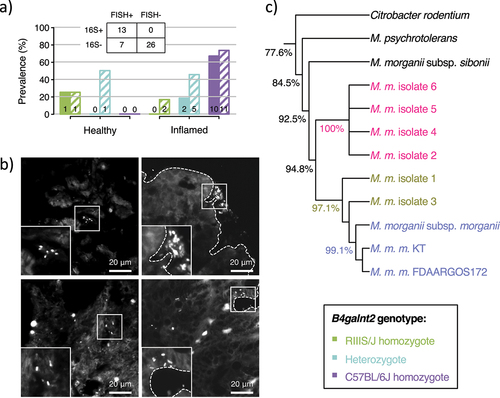 Figure 3. Investigation of the candidate pathogen Morganella in wild mice. a) Prevalence of Morganella detected in the cecum of wild mice by 16S rRNA analysis (filled bars) and FISH analysis (striped bars) for a subset of 46 samples, with the corresponding contingency table. Data are split according to inflammation prevalence (healthy/inflamed) and B4galnt2 genotype (green = RIIIS/J homozygotes; turquoise = heterozygotes; purple = C57BL/6J homozygotes). b) Fluorescence in situ hybridization targeting Morganella in the cecum of wild mice show signal in the lumen (left) and the tissue (right). b) Neighbor-joining phylogenetic tree of the six isolates of Morganella morganii obtained from wild samples, as well as three Morganella type strains and two publicly available genomes of Morganella morganii morganii strains. Citrobacter rodentium was used as outgroup. Percentages indicate the mean pairwise identity between branches.