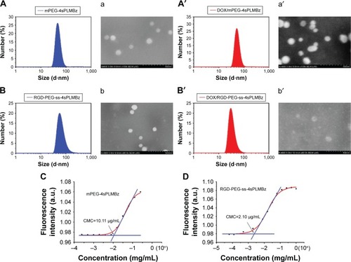 Figure 3 The size and morphology of (A, a, A′, and a′) mPEG-4sPLMBz, (B, b, B′, and b′) RGD-PEG-ss-4sPLMBz blank and DOX-loaded polymeric micelles, respectively. CMC of (C) mPEG-4sPLMBz and (D) RGD-PEG-ss-4sPLMBz.Abbreviations: CMC, critical micelle concentration; DOX, doxorubicin; mPEG, methoxy poly(ethylene glycol); PEG, poly(ethylene glycol).