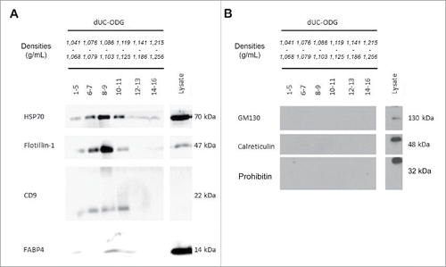 Figure 2. Protein analysis of (non) EV-enriched proteins. EVs were isolated from the conditioned medium of cancer-associated adipose tissue by the dUC-ODG protocol. Western blot analysis of (A) EV-enriched proteins (flotillin-1, CD9 and HSP70) and adipocyte-specific protein FABP-4 and (B) cell organelle and apoptotic body proteins (GM130, prohibitin and calreticulin).