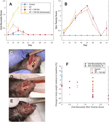 Figure 2. (A) Oral mucositis score for mice in the non-irradiated control, RT reference, and RT + TGF-β3 groups. (B) Skin toxicity scores for the same groups. (C–E) Representative images of oral mucositis and skin toxicity in non-irradiated control, RT reference, and RT + TGF-β3 groups, respectively. Outlined area marks oral mucositis. (C) Oral mucositis score 0, skin toxicity score 0. (D) oral mucositis score 2, skin toxicity score 2. (E) Oral mucositis score 3, skin toxicity score 3. (F) Correlation change in body weight relative to baseline and oral mucositis score on day 12 (p = 8.6e-06, Kendall’s τ), and relative change in body weight and skin toxicity score on day 15 (p = 2.8e-05, Kendall’s τ) in non-irradiated controls, RT reference and RT + TGF-β3 treated mice.